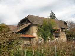 landscape of vineyard near the old house