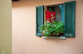 flowers in box at window, italy