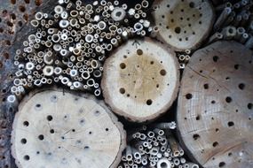 Insects in wood