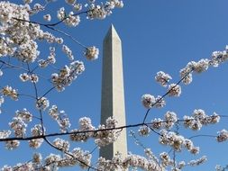 tall monument behind flowering tree branches in washington