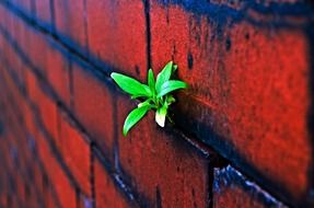 green plant on brick wall