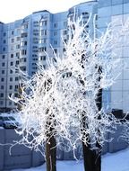 trees, winter landscape in the town