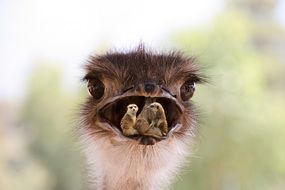 Animals in the mouth of the ostrich clipart