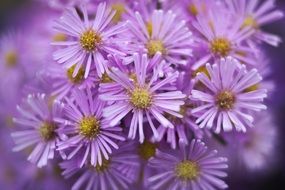 bouquet of violet flowers close-up