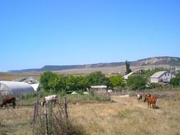 agriculture in crimea with the mountains on horizon