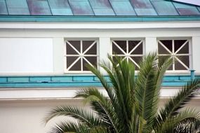 green palm trees near a building with a white facade