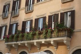 windows with flowers