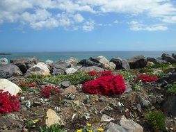 red flowers near stones in south africa