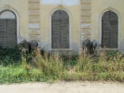 closed windows on an abandoned building