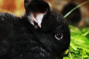 sweet black rabbit