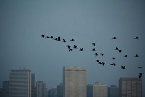 flock of birds in sky above city at dusk