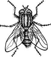 housefly drawing