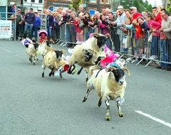 sheep race on a street