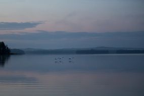 swans on the water in peace