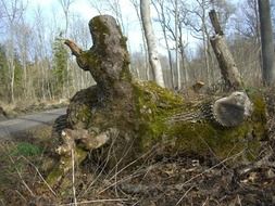 scenic tree stump in forest at road in riparian zone, germany, bavaria