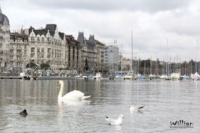 white swans swim in a lake in Geneva, Switzerland