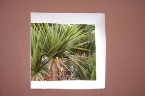 view of palm trees from the square window