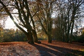 autumn on neckar island