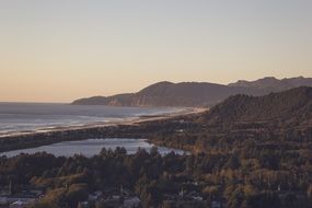 dense forest by the ocean