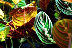 Colorful leaves of maranta