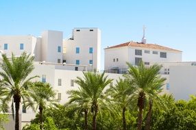 green palm trees in front of white buildings in Arizona