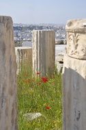 poppy on green grass among the ruined temple in Athens