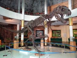 the large skeleton of a Tyrannosaurus Rex stands in a Museum