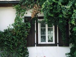 window with shutters on overgrown with ivy facade, poland