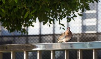 Picture of dove bird