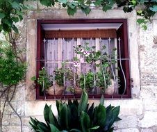 window covered with plants