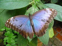 butterfly on green leaves close up