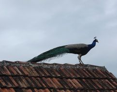 peacock on the roof
