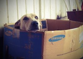 dog box doghouse dogface