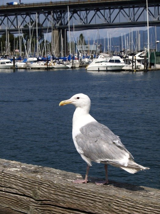 seagull on the promenade in vancouver