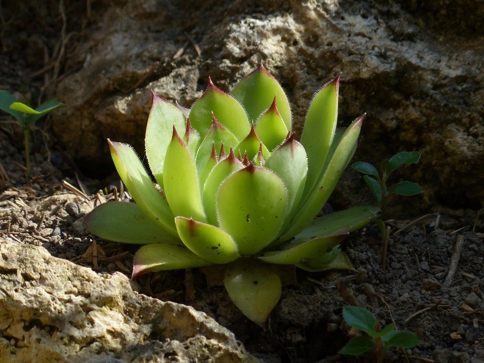 Houseleeks are often cultivated as garden plants
