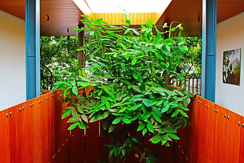 green plant between buildings