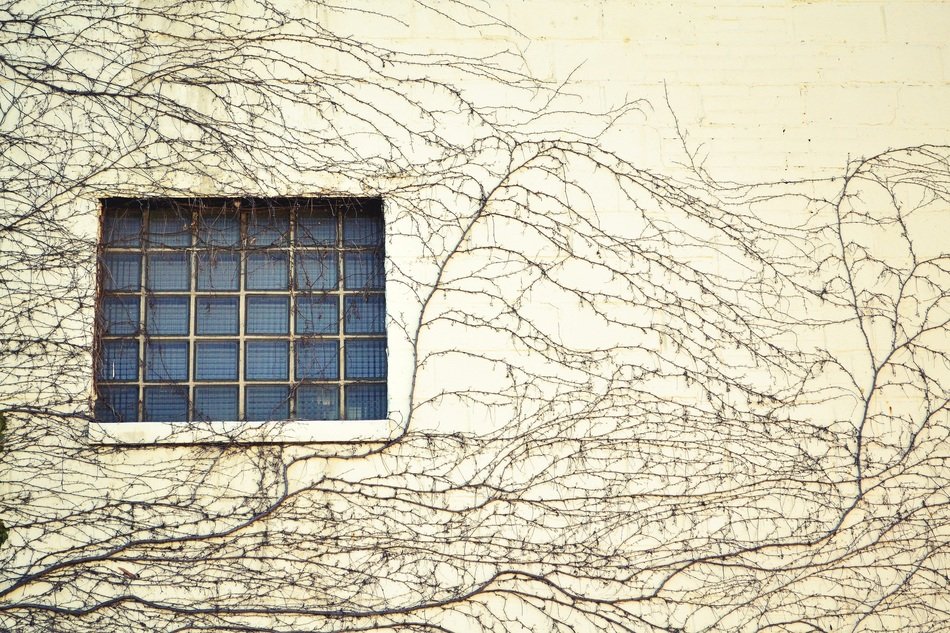 Picture of the branches on a wall