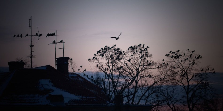 Snow on a rooftops at dusk