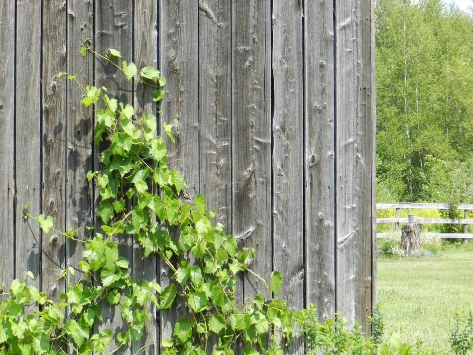 wall wood barn