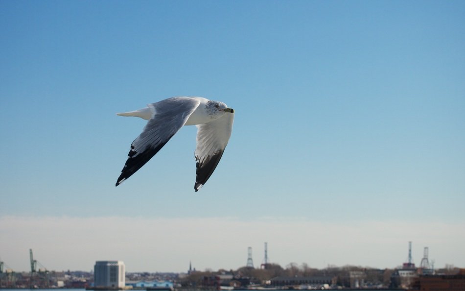 gray seagull flying over New York