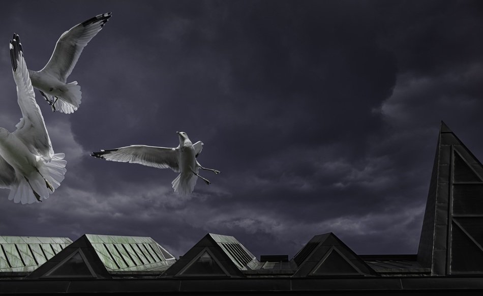 seagulls over roofs night sky