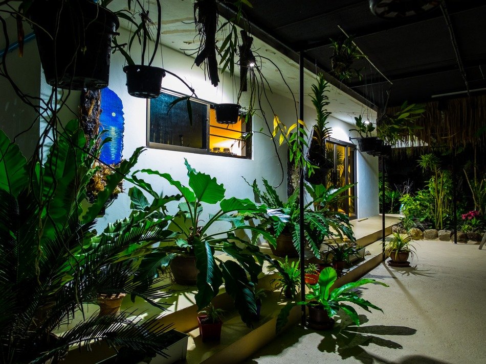 vegetation near the house in the night light