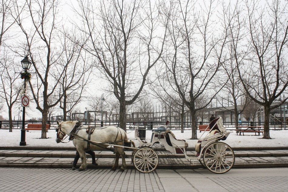 white carriage like a fairy tale on the streets of montreal