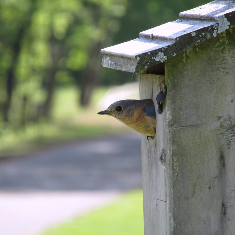 bluebird in the birdhouse