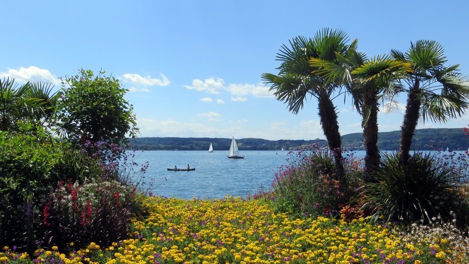 view of the palm trees near lake constance