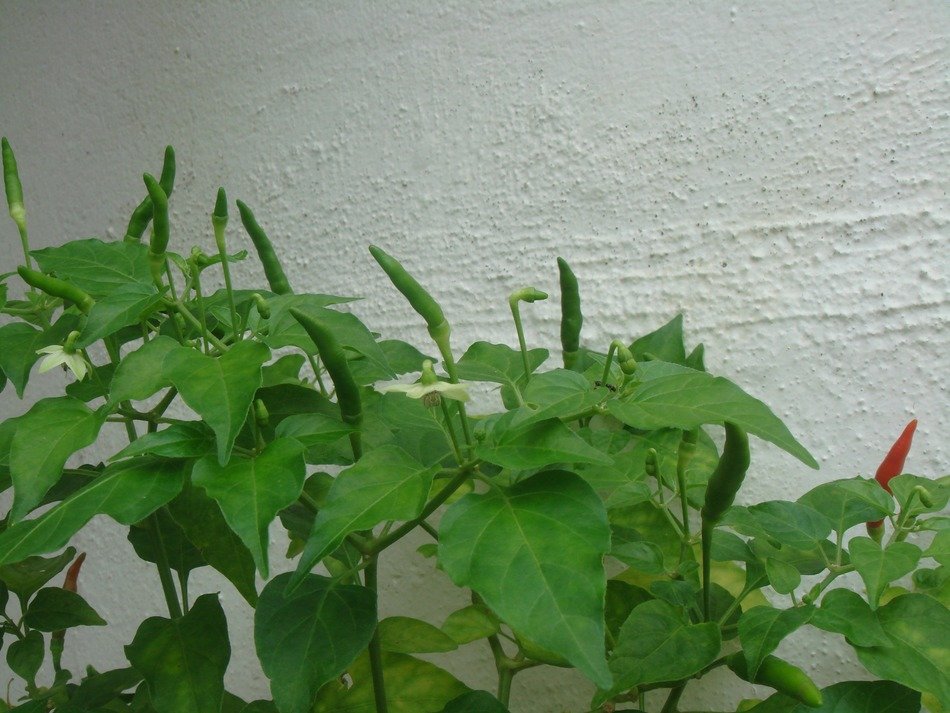 chili grows near the house
