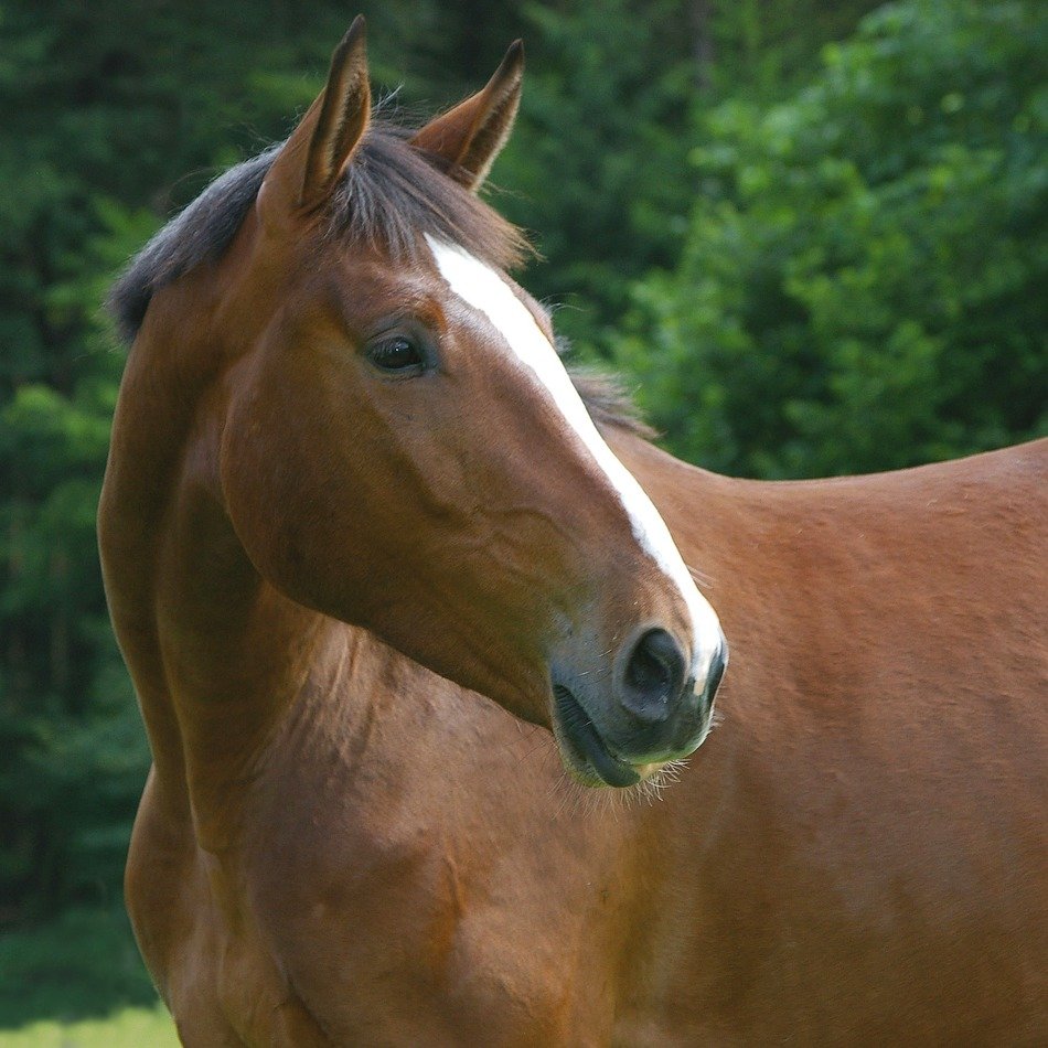Beautiful brown horse