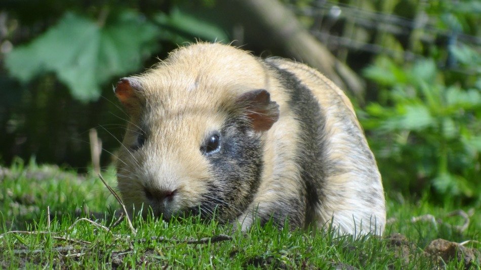 guinea pig in the wild