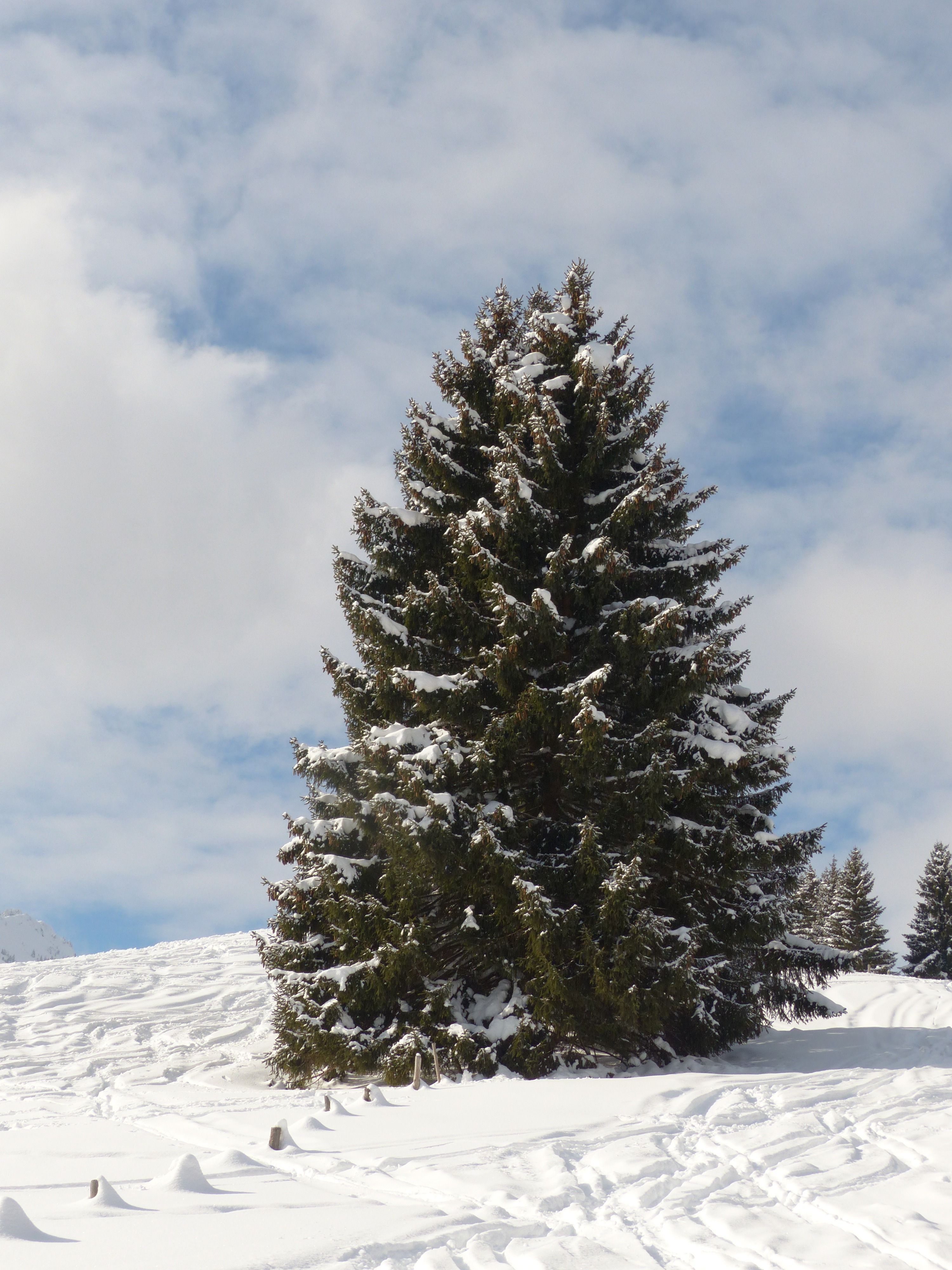 Snow covered fir trees фото 28