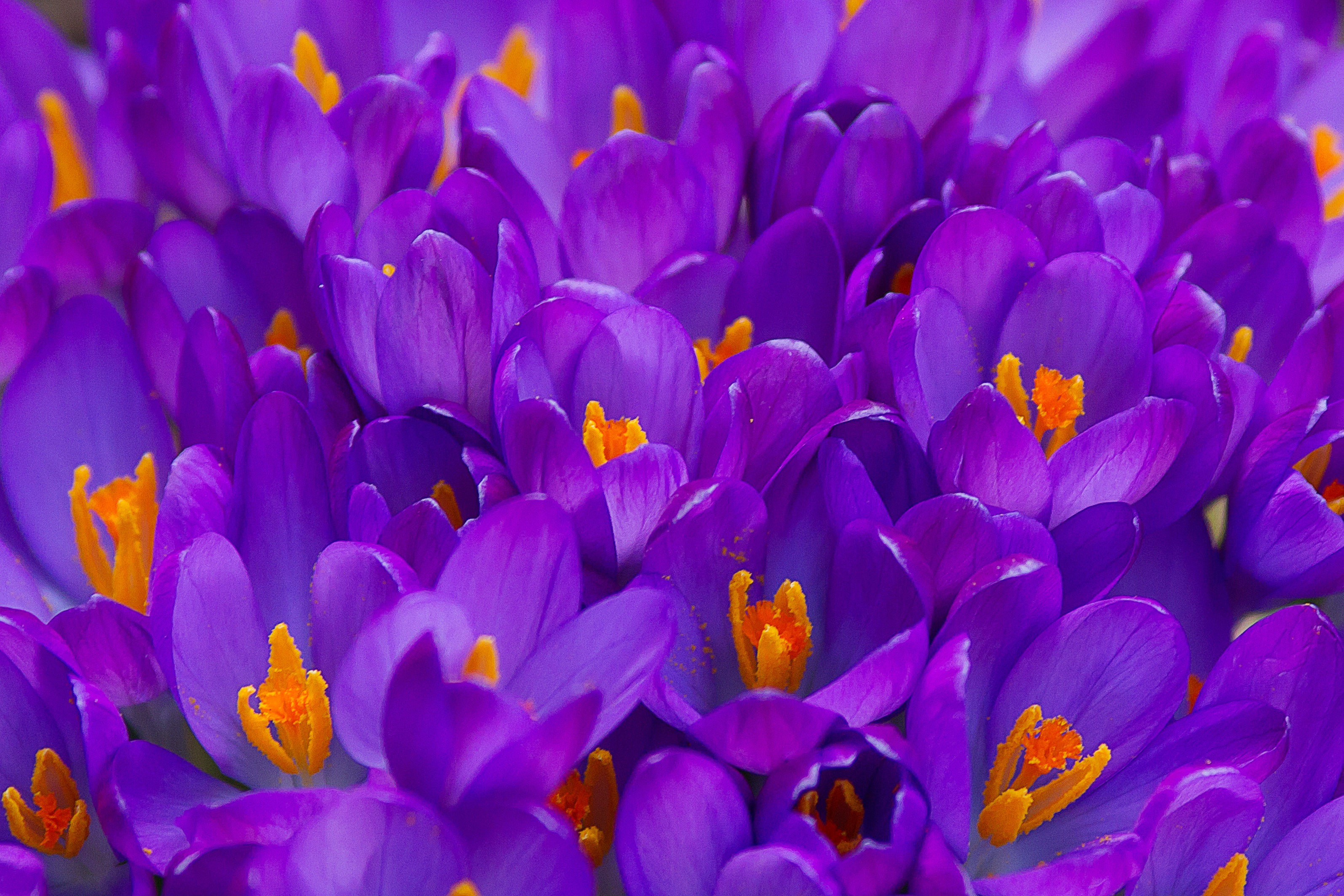 Цветущего фиолетового Шафран